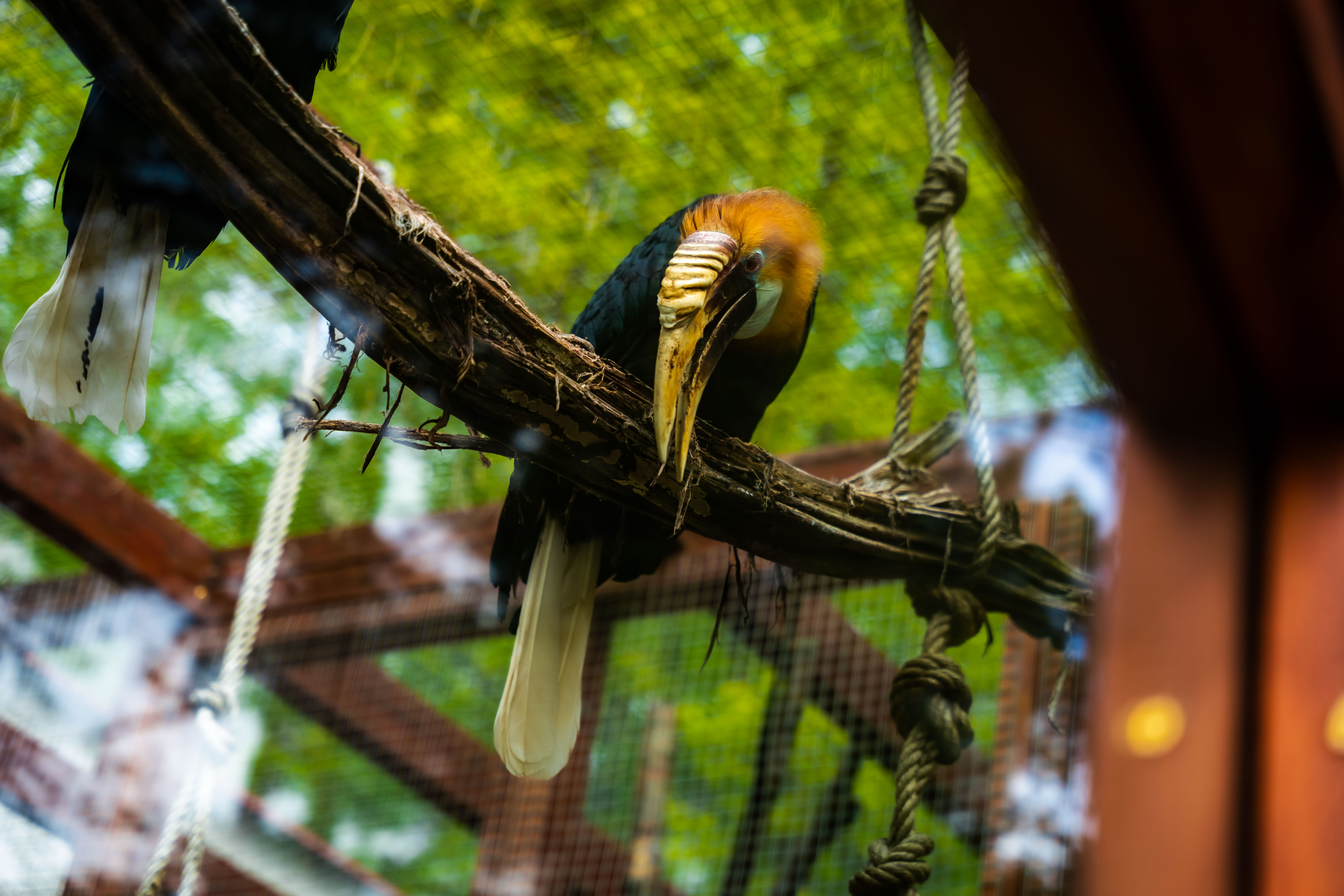 Slavnostne odomykanie vrany ZOO Kosice-1-20